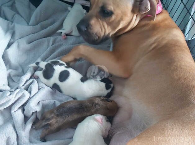 American bulldog x staffy pups for sale in Chesterfield, Derbyshire - Image 2