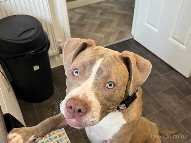 American Bulldogs 8 months old for sale in Longford, Cheshire - Image 4