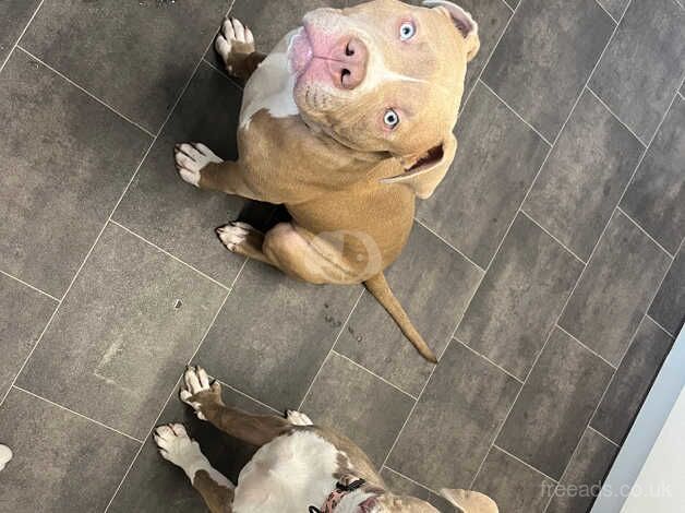 American Bulldogs 8 months old for sale in Longford, Cheshire - Image 5