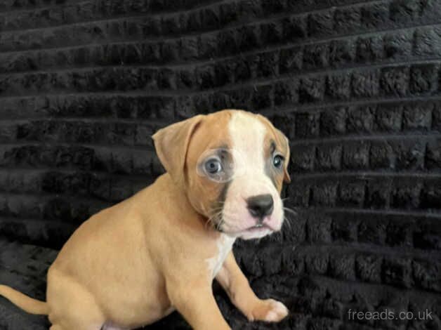 American bulldogs cross boxer for sale in Stoke-on-Trent, Staffordshire - Image 1