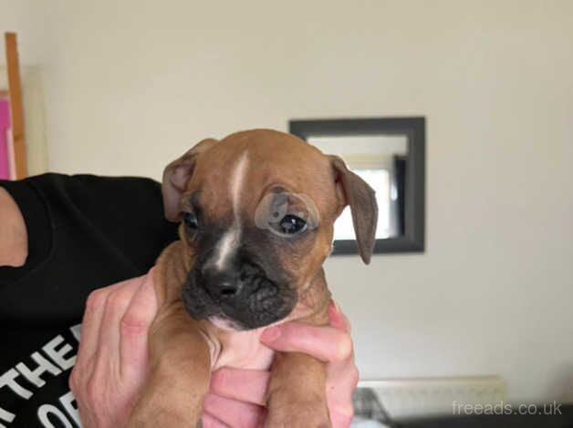 American bulldogs cross boxer for sale in Stoke-on-Trent, Staffordshire - Image 2