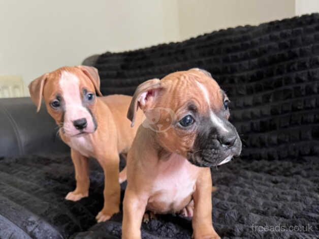 American bulldogs cross boxer for sale in Stoke-on-Trent, Staffordshire - Image 3