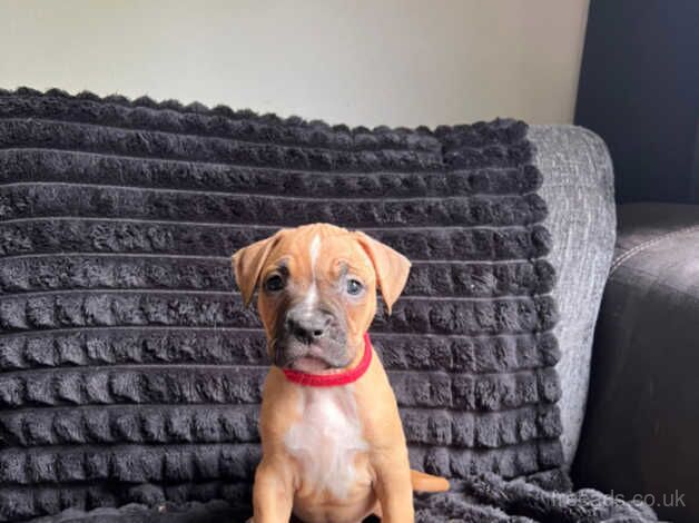 American bulldogs cross boxer for sale in Stoke-on-Trent, Staffordshire - Image 4