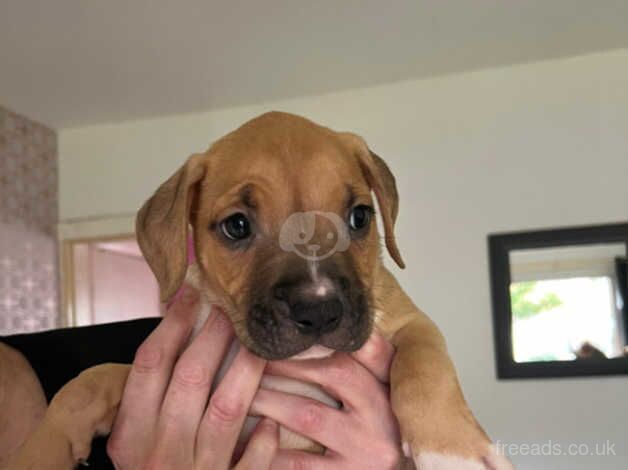 American bulldogs cross with boxer dogs for sale in Stoke-on-Trent, Staffordshire