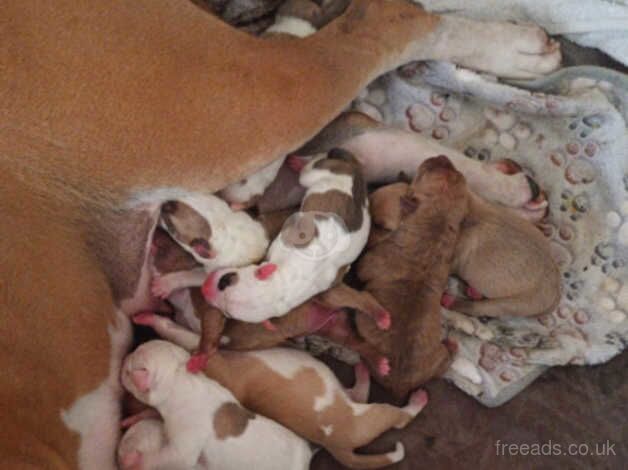 American bulldogs for sale in Bilston, Midlothian - Image 3