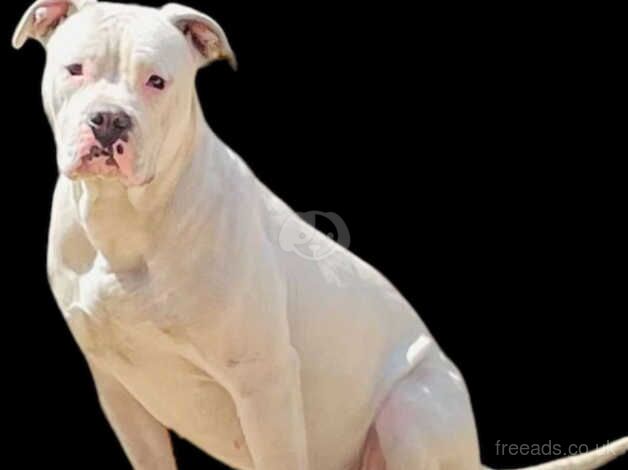 American bulldogs for sale in Bradley Stoke, Gloucestershire - Image 2