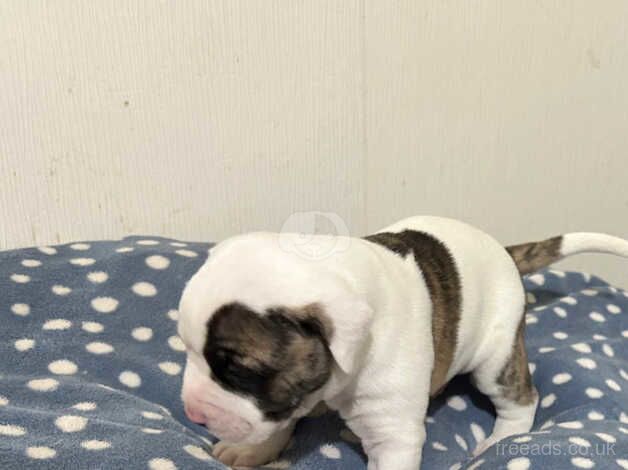 AMERICAN BULLDOGS /NOT XL for sale in Liverpool, Merseyside