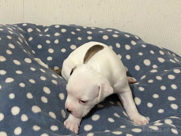 AMERICAN BULLDOGS /NOT XL for sale in Liverpool, Merseyside - Image 3