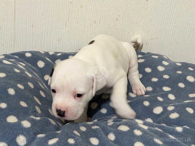 AMERICAN BULLDOGS /NOT XL for sale in Liverpool, Merseyside - Image 4