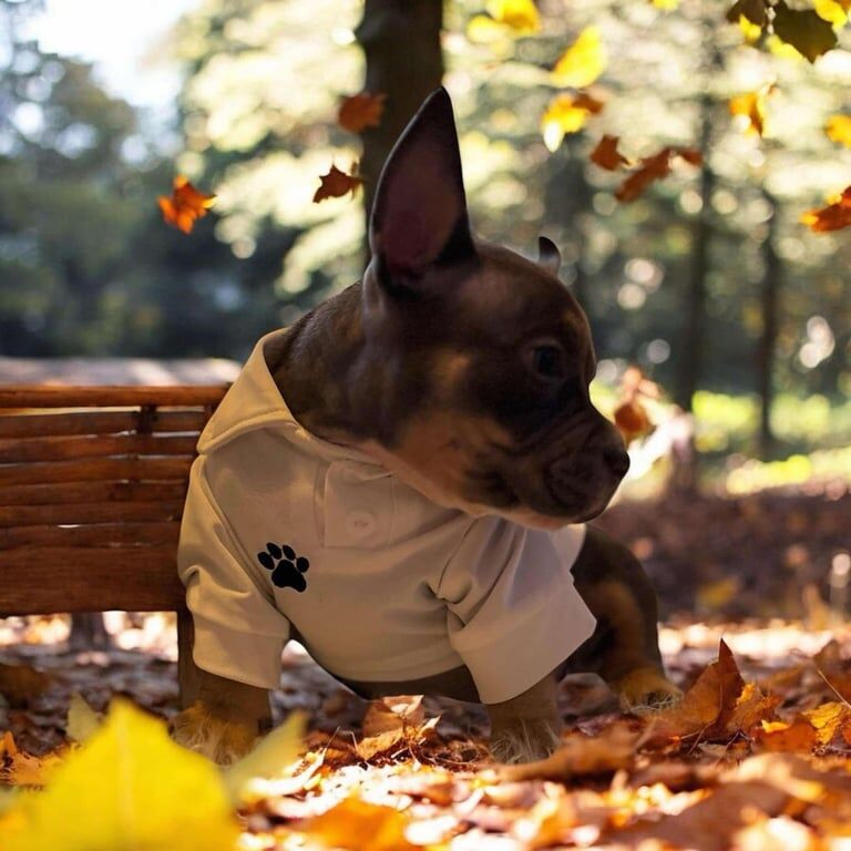 American bully for sale in Stevenage, Hertfordshire