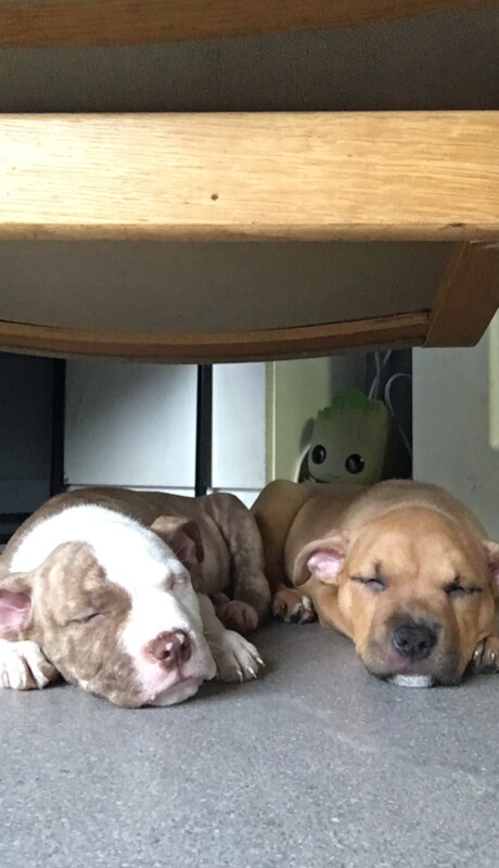 American bully American staffie pups for sale in Belfast - Image 5