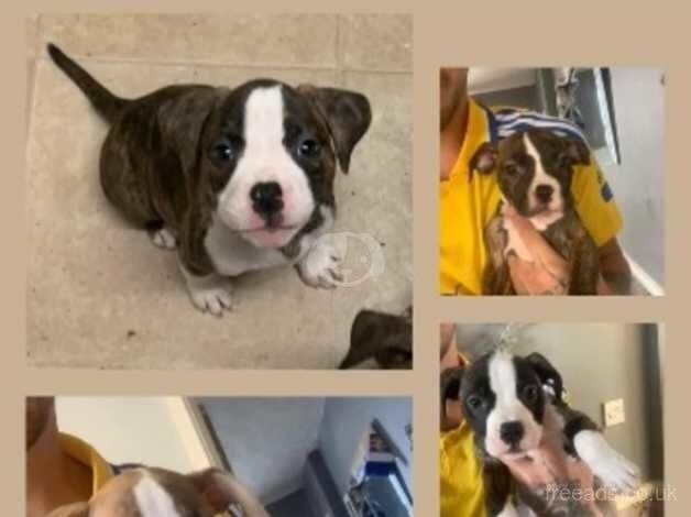 American bully cross Staffordshire pocket bully for sale in Pontefract, West Yorkshire