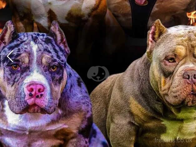 American Bully for sale in Liverpool, Merseyside - Image 4