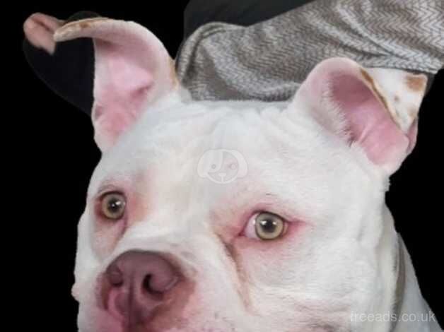 American bully for sale in Motherwell, North Lanarkshire - Image 3