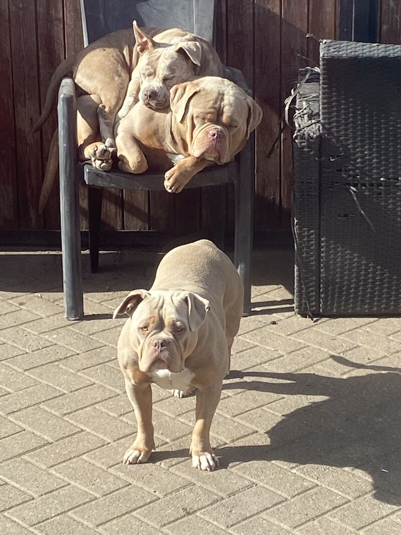 American Bully MC LOVIN OFF SPRIN - COWBOY LINES for sale in London - Image 8