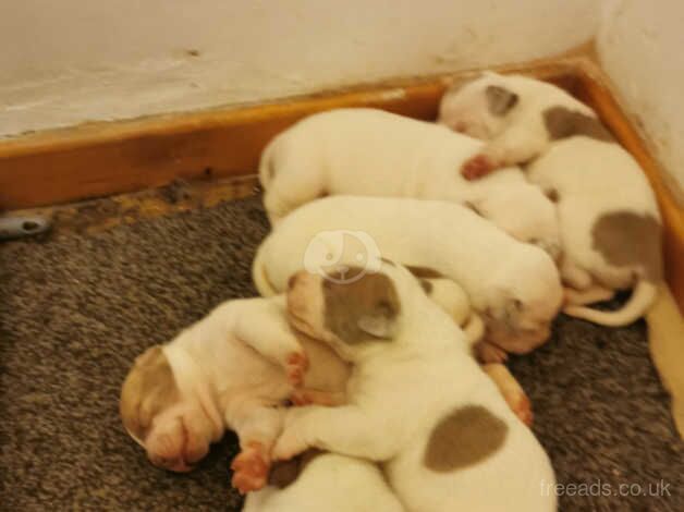 American-bully NOT XL for sale in Durham, County Durham