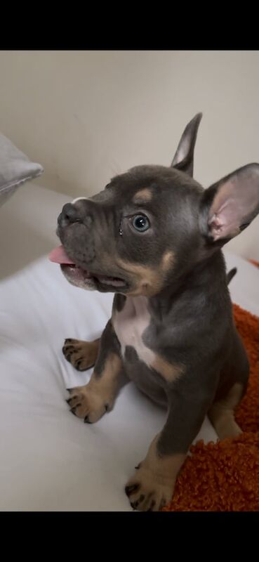 American bully pocket for sale in Stevenage, Hertfordshire