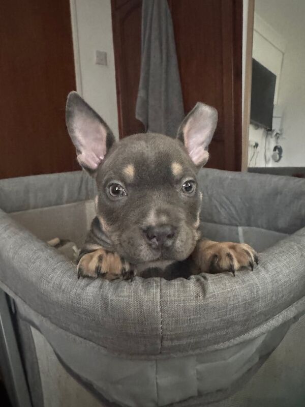 American bully pocket for sale in Stevenage, Hertfordshire - Image 2