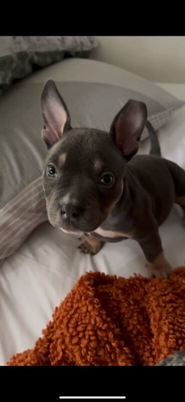 American bully pocket for sale in Stevenage, Hertfordshire - Image 3