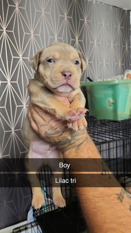 American bully puppys for sale in Middlesbrough, North Yorkshire