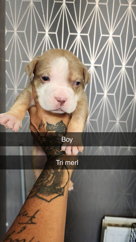 American Bully Puppies for sale