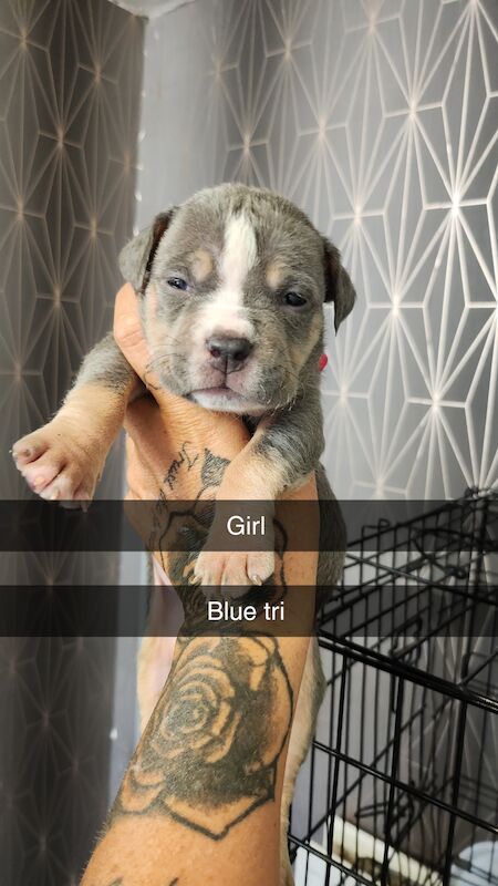 American bully puppys for sale in Middlesbrough, North Yorkshire - Image 7