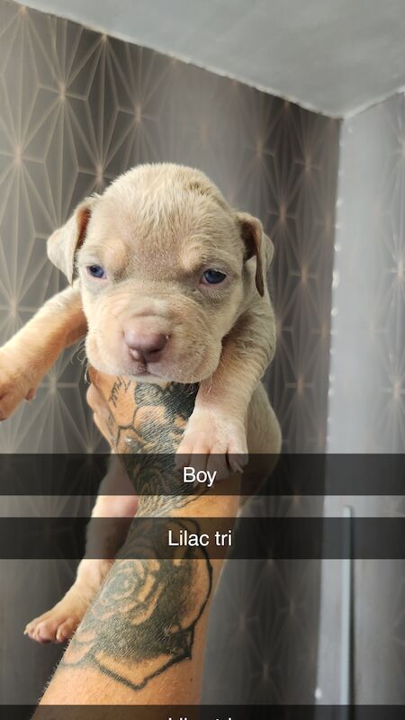 American bully puppys for sale in Middlesbrough, North Yorkshire - Image 9