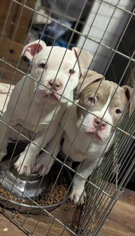 American bully pups for sale in Banbridge