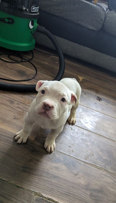 American bully pups for sale in Banbridge - Image 3