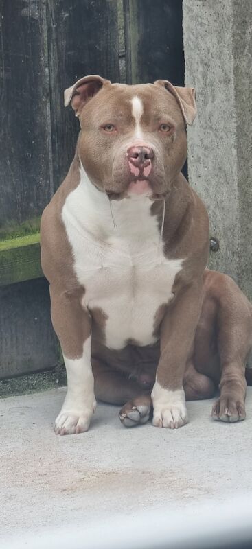 American bully pups for sale in Banbridge - Image 5