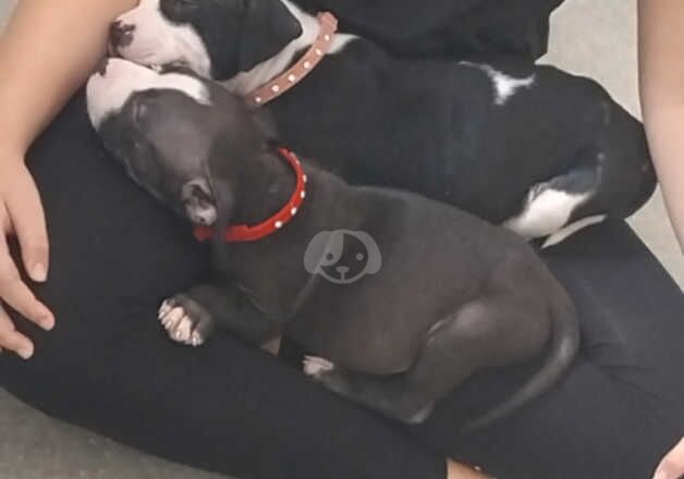 American bully sisters for sale in Amersham, Buckinghamshire