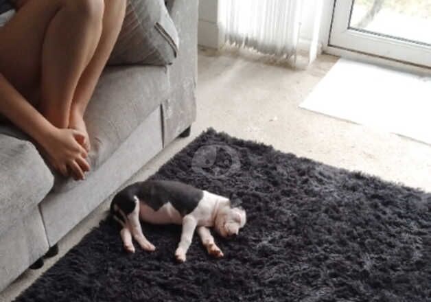 American Bully Puppies for sale in Buckinghamshire