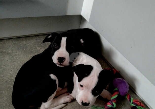 American bully sisters for sale in Amersham, Buckinghamshire - Image 5