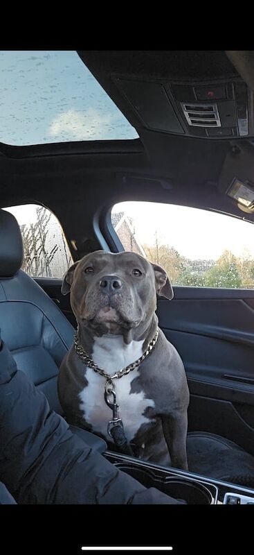 American bully standard rehome for sale in Belfast, County Antrim - Image 1