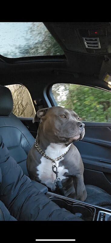 American bully standard rehome for sale in Belfast, County Antrim - Image 2