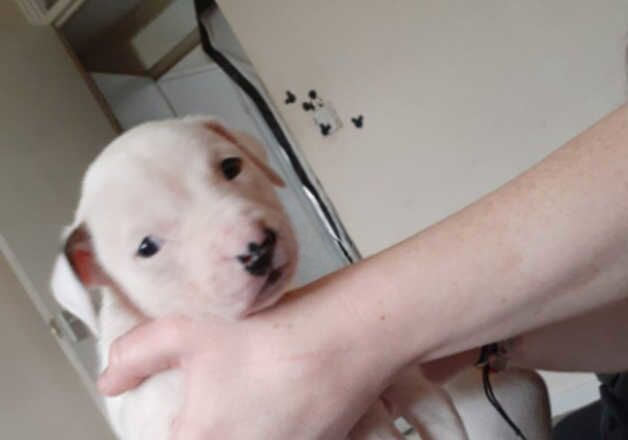 American bully x staffy 1 Male for sale in Wolverhampton, West Midlands