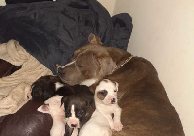 American bully x staffy 1 Male for sale in Wolverhampton, West Midlands - Image 2