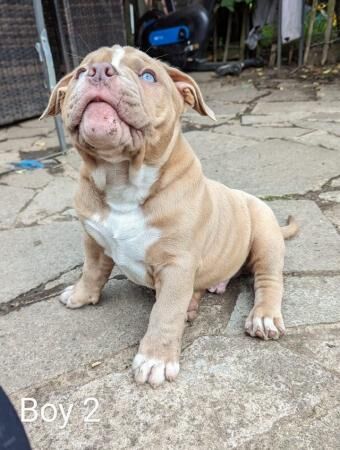 American Bully,ABKC registered!!! for sale in Coventry, West Midlands