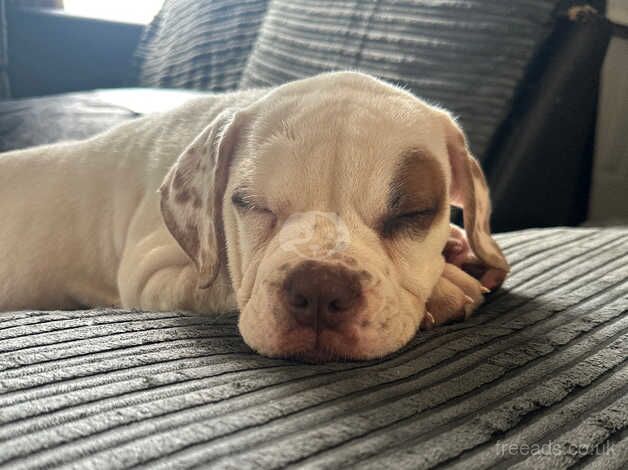 American Johnson bulldog for Rehoming for sale in Rochester, Northumberland