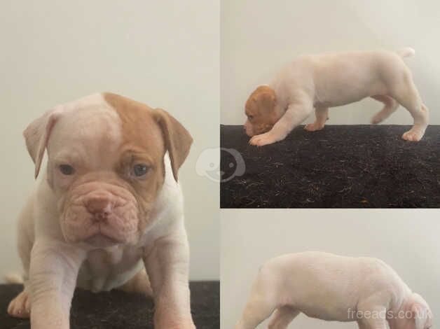 American Johnson bulldog puppies for sale in Milton Keynes, Buckinghamshire