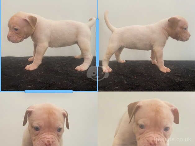 American Johnson bulldog puppies for sale in Milton Keynes, Buckinghamshire - Image 2