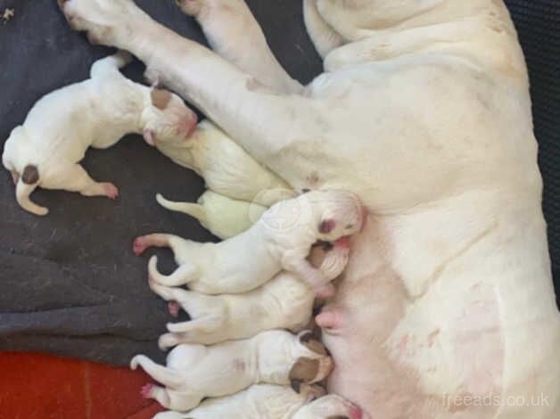 American Johnson bulldog puppies for sale in Milton Keynes, Buckinghamshire - Image 3