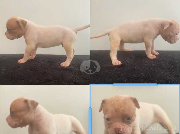 American Johnson bulldog puppies for sale in Milton Keynes, Buckinghamshire - Image 4