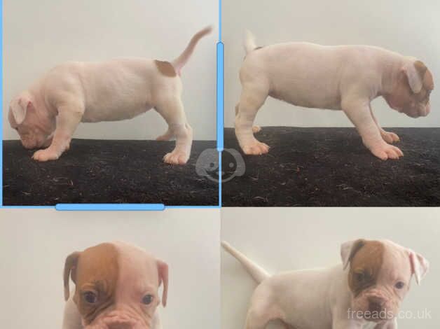 American Johnson bulldog puppies for sale in Milton Keynes, Buckinghamshire - Image 5