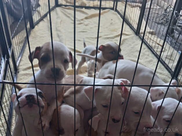 American Johnson bulldog pups for sale in Edinburgh, City of Edinburgh - Image 1