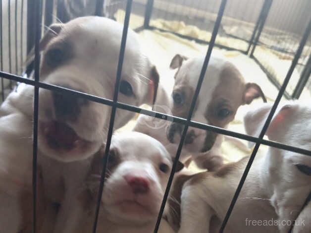 American Bulldogs for sale in Edinburgh, City of Edinburgh