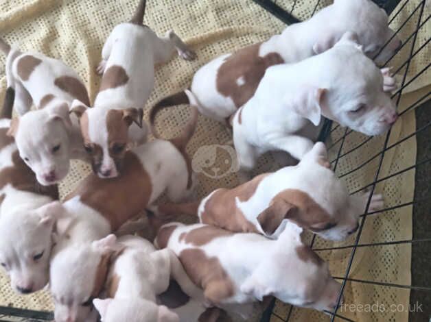 American Bully Puppies for sale in City of Edinburgh