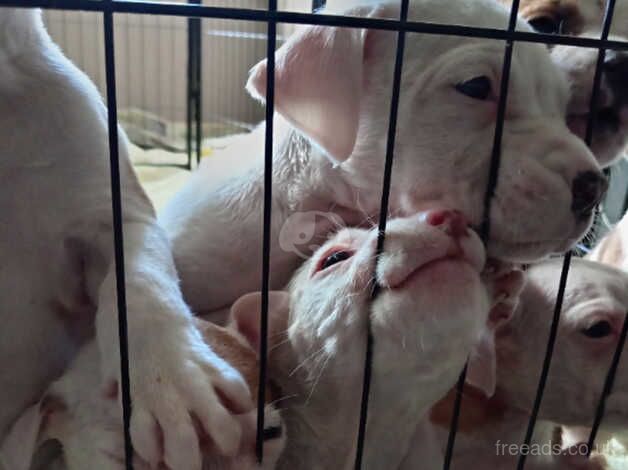 American Johnson bulldog pups for sale in Edinburgh, City of Edinburgh - Image 5