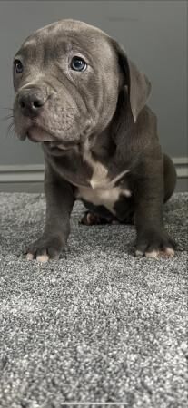 American pocket bullies for sale in Oldham, Greater Manchester