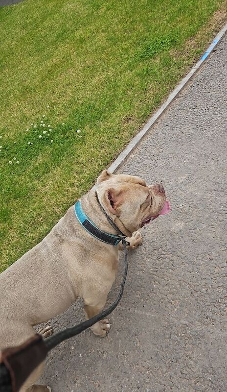 AMERICAN POCKET BULLY for sale in Telford, Shropshire - Image 2